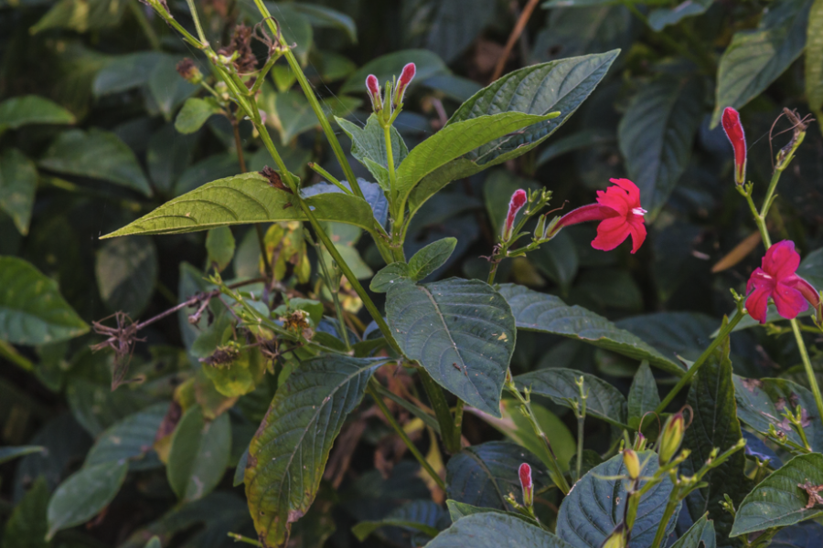 艳芦莉花期在什么时候，盆栽基质怎么选择？