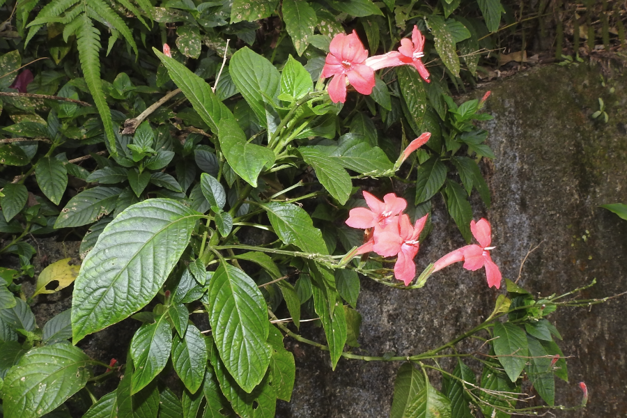 艳芦莉怎么进行栽种？