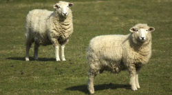 罗姆尼羊繁殖周期短的原因 ？