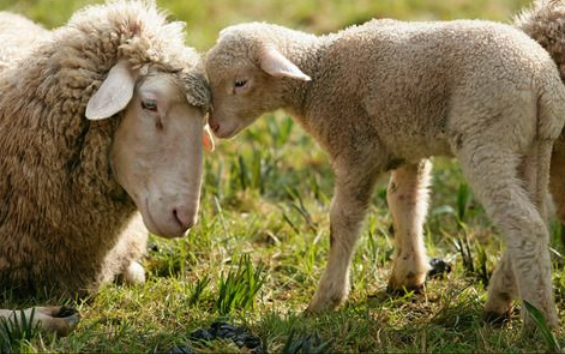 罗姆尼羊肉质膻味重吗，怎么改善 ？