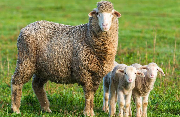 罗姆尼羊体型外貌有什么特点 ？