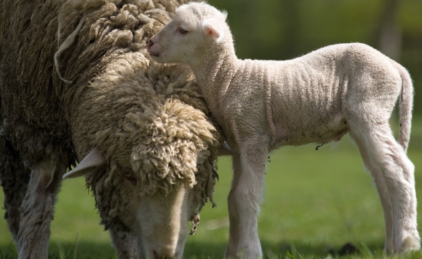 罗姆尼羊生产性能表现 ？