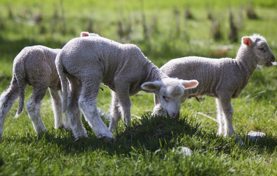 罗姆尼羊生产性能表现 ？