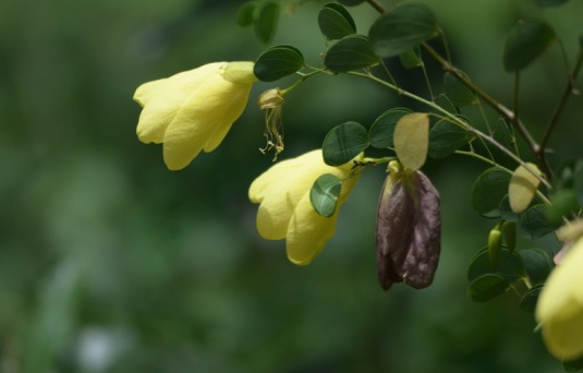 黄花羊蹄甲的种子催芽和培养方法 ？