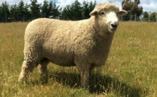羊的年龄鉴定方法有哪些?
