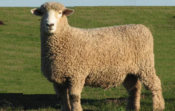 高龄母羊和低龄母羊的优缺点?