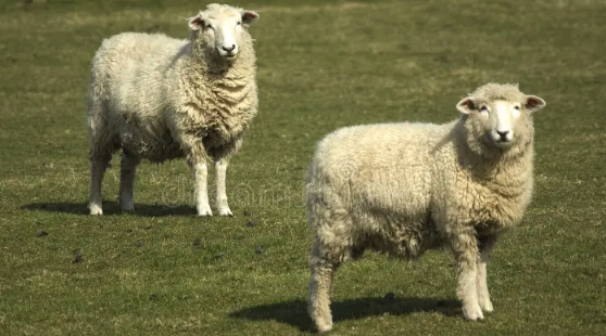 羊毛的品质指标有哪些？