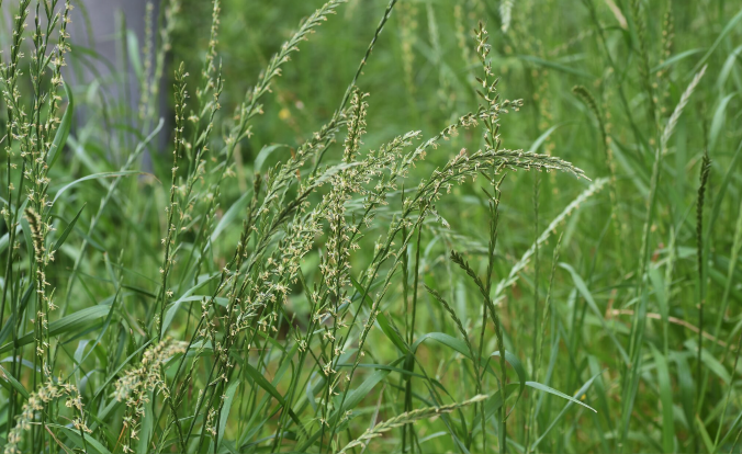 禾本科类牧草的粗纤维含量如何?