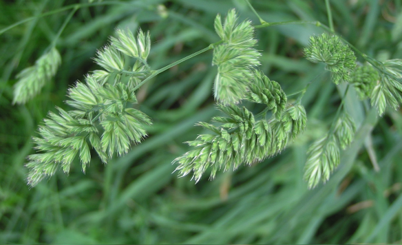 禾本科类牧草的蛋白质含量怎么样 ?