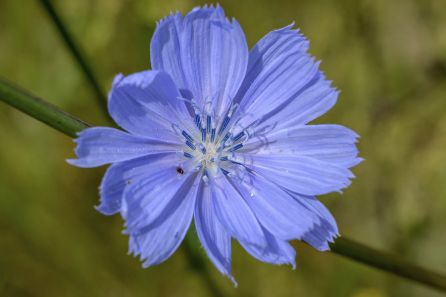 菊苣可以和其他蔬菜轮作吗？