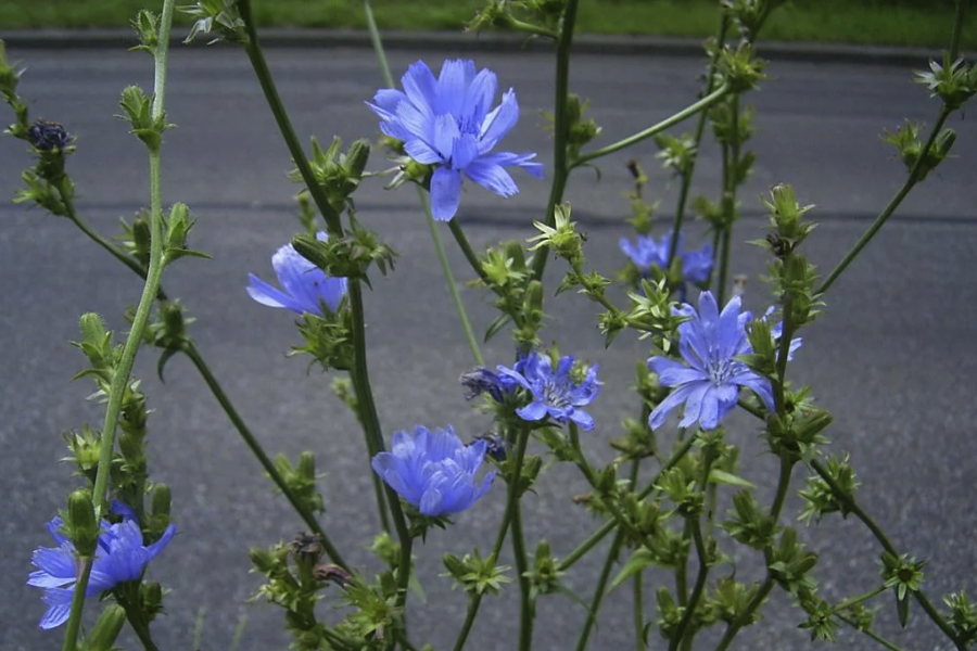 菊苣可以和其他蔬菜轮作吗？