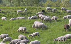 羊群经济杂交的方式有哪些?