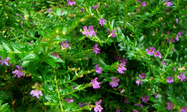 细叶萼距花高海拔地区可以种植吗？