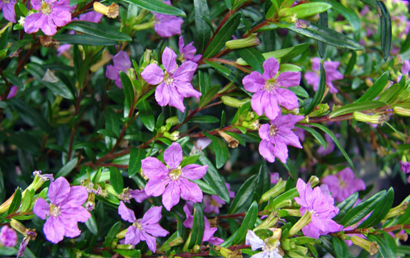 细叶萼距花高海拔地区可以种植吗？