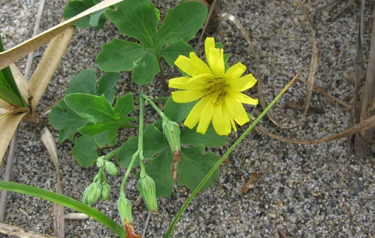 苦荬菜感染霜霉病的症状？