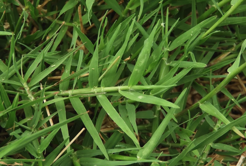 风沙地区可以种植百喜草吗？