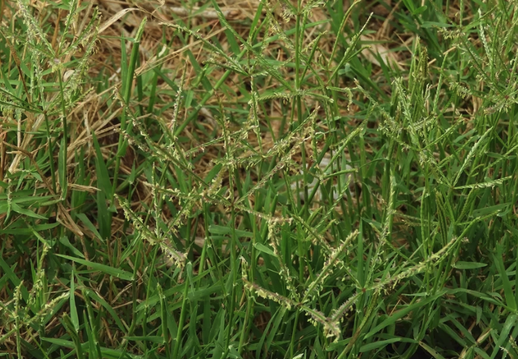 风沙地区可以种植百喜草吗？