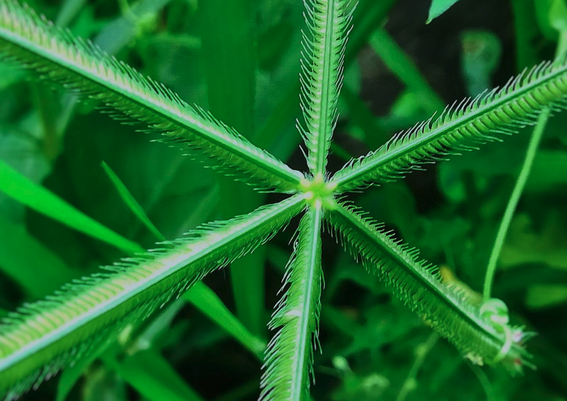 贫瘠地区怎么提高百喜草繁殖速度？