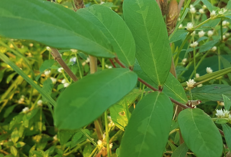 猫尾草需要喷施什么农药？