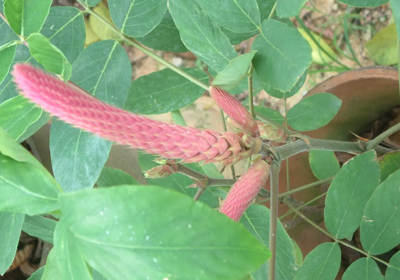 猫尾草可以在干旱地区栽种吗？