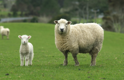 <strong>引进新品种羊需要考察的生态条件有哪些?</strong>