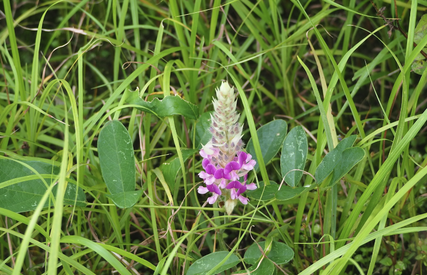 猫尾草是什么植物，有什么生态习性？