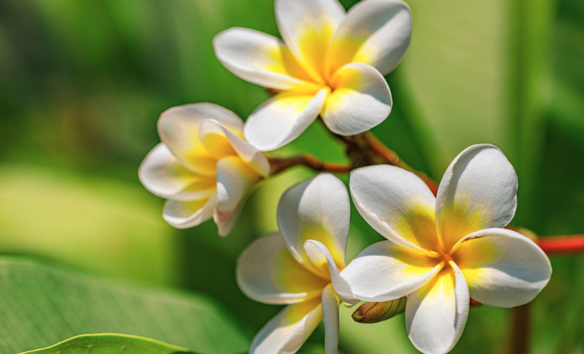 缅栀（Plumeria）的修剪时机和技巧？