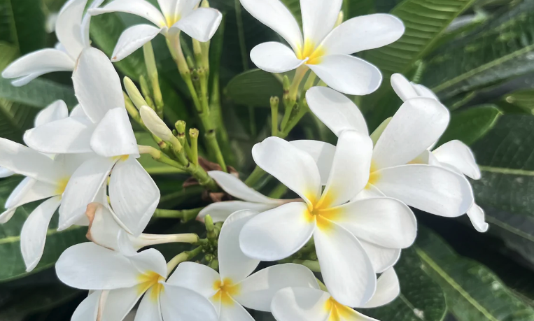 缅栀（Plumeria）的修剪时机和技巧？