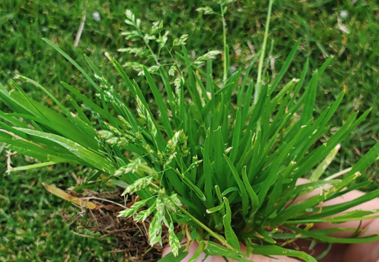 怎么根据日照条件选择牧草种植？