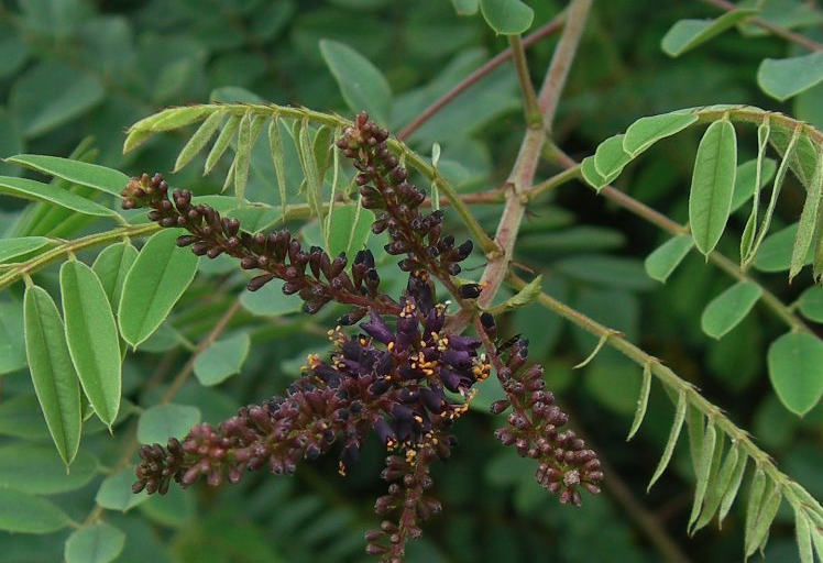 紫穗槐庭院种植需要注意什么？