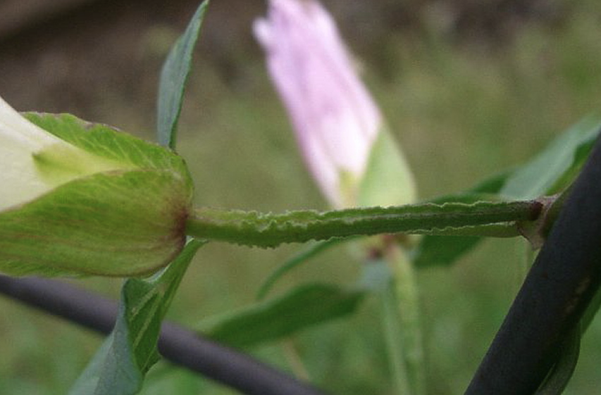 打碗花庭院种植的好处?