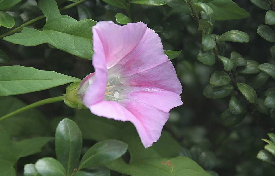 打碗花分根时需要注意什么?