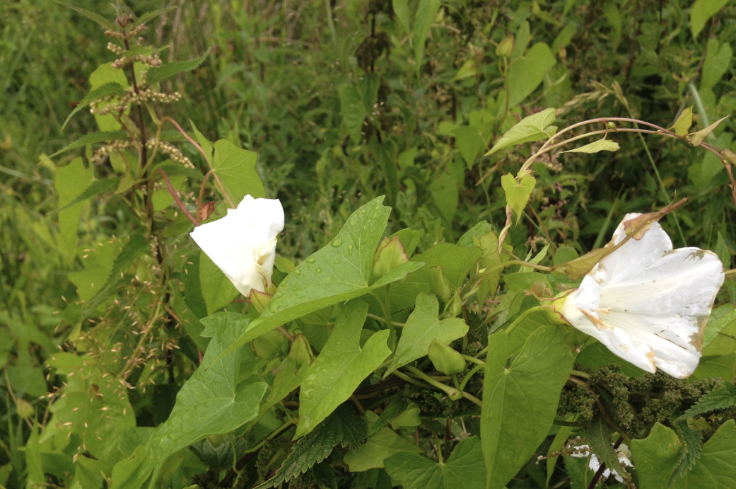 打碗花是什么植物，有什么形态特点?