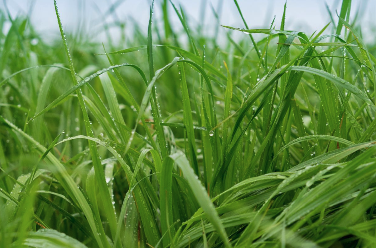 牧草土壤施用尿素有什么好处？