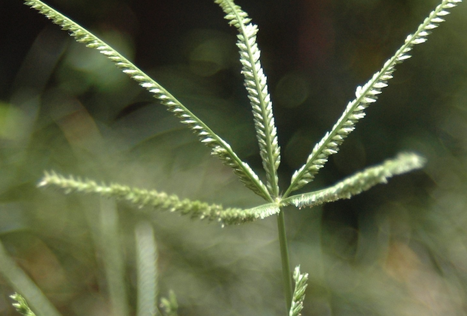 牛筋草的再生能力怎么样？