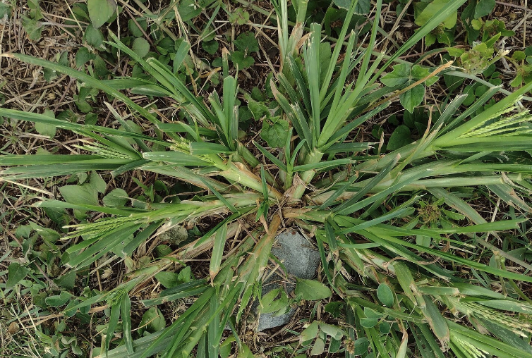 牛筋草可以饲喂哪些牲畜？