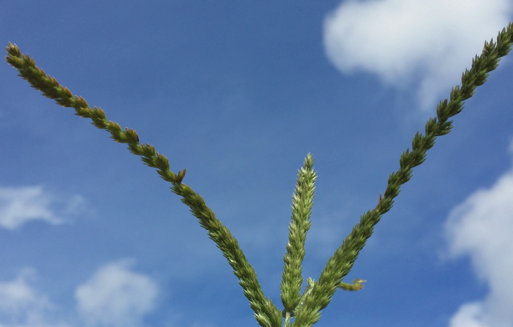 牛筋草对农作物的影响有哪些？