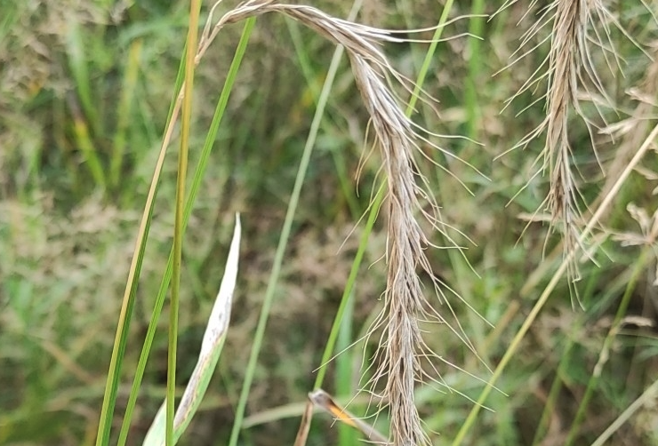 老芒麦重病区需要轮作倒茬吗？