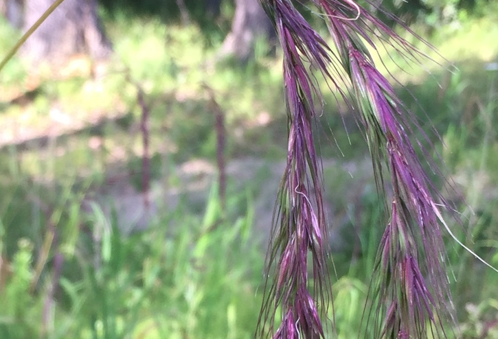 老芒麦感染叶锈病怎么治疗？