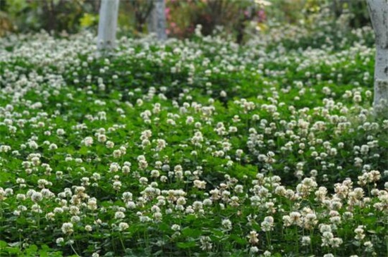 白车轴草常见虫害及防治方法，地老虎换土撒药