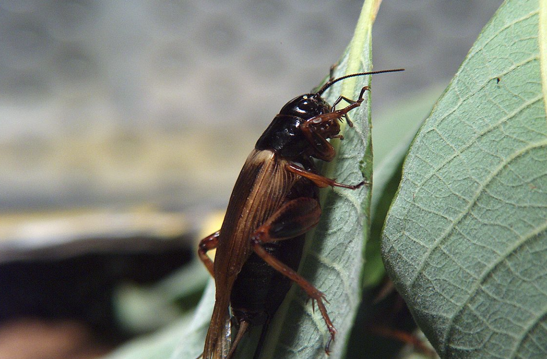 黄斑黑蟋蟀有什么生态价值和用途?