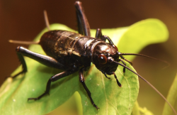 黄斑黑蟋蟀怎么进行冬眠?