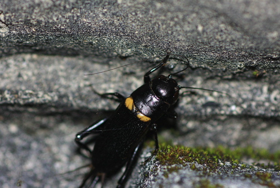 黄斑黑蟋蟀对哪些农作物有影响?