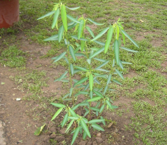 会“跳舞”的植物——跳舞草