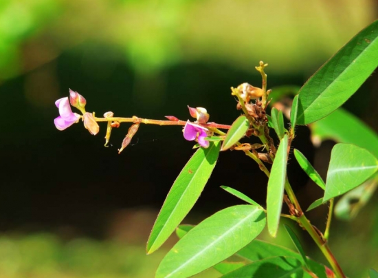 会“跳舞”的植物——跳舞草