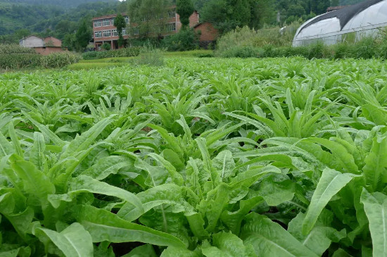 莴笋移栽后几天可以成活