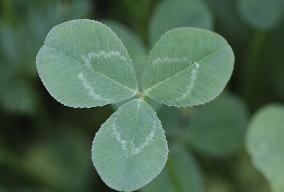 白三叶草怎么用根瘤菌接种?