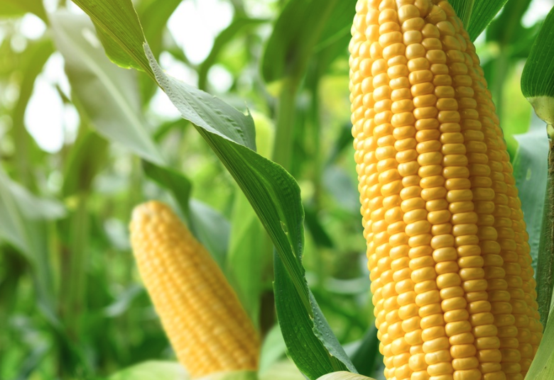 春玉米为什么不能早播种？