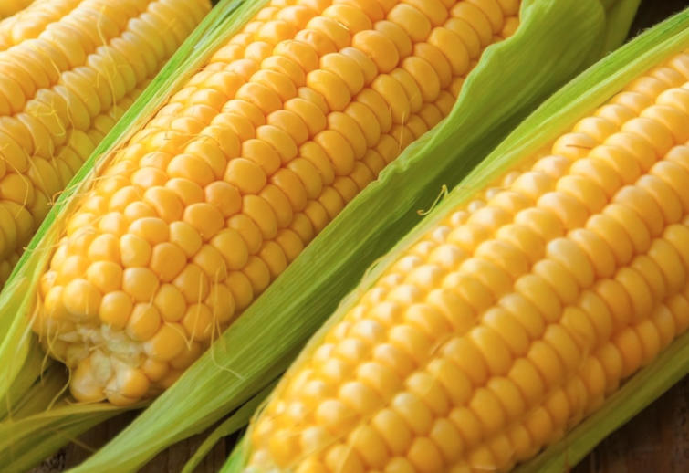 籽粒玉米需要多久的生育期？