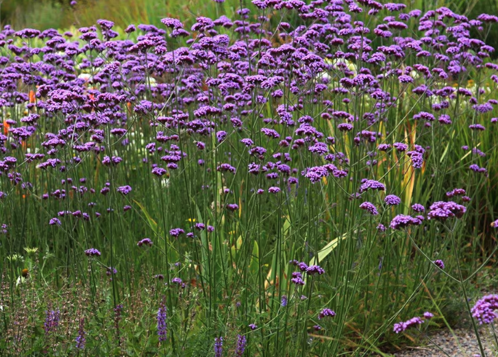 紫云英的种子播种前怎么处理？
